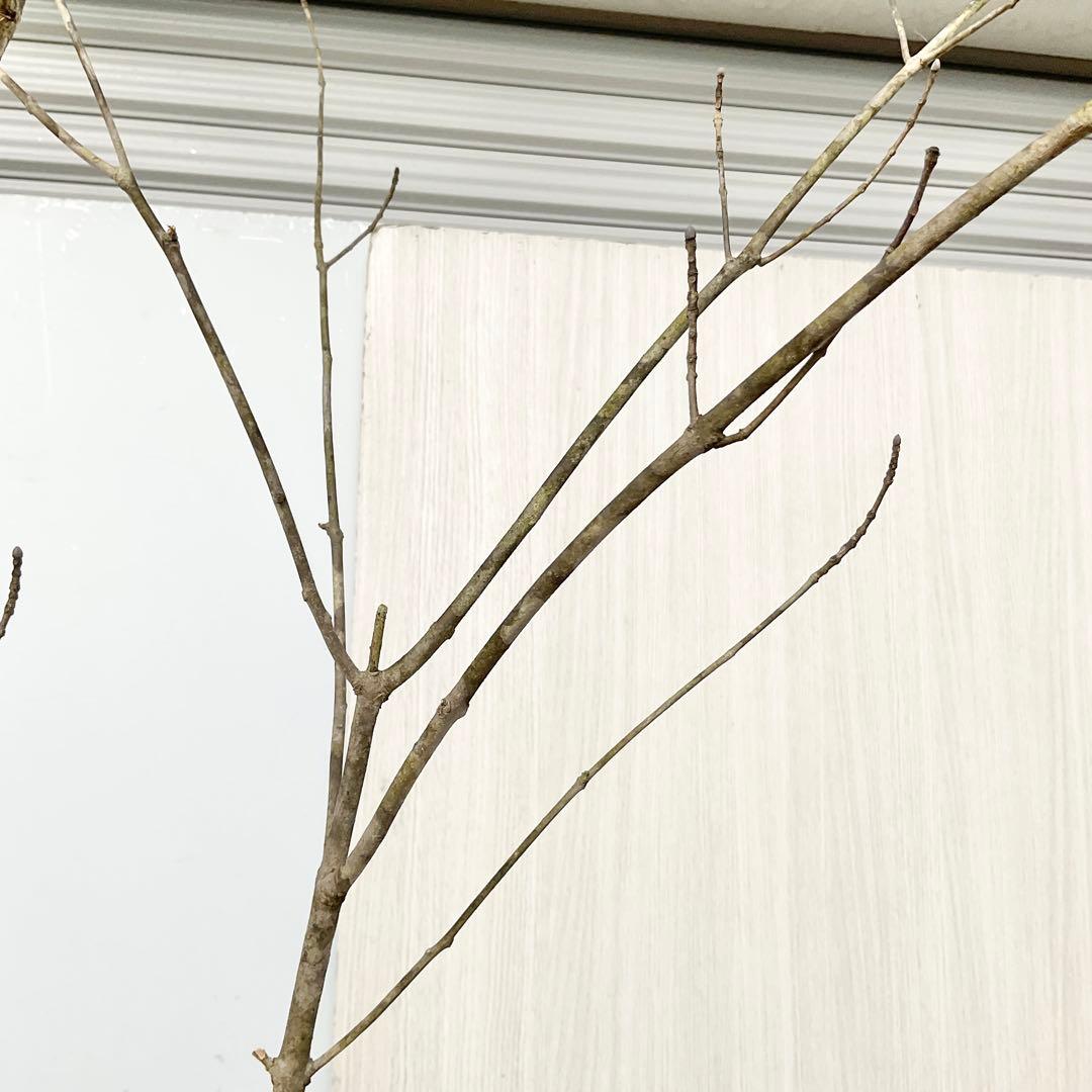 山採りアオダモ　株立　/872