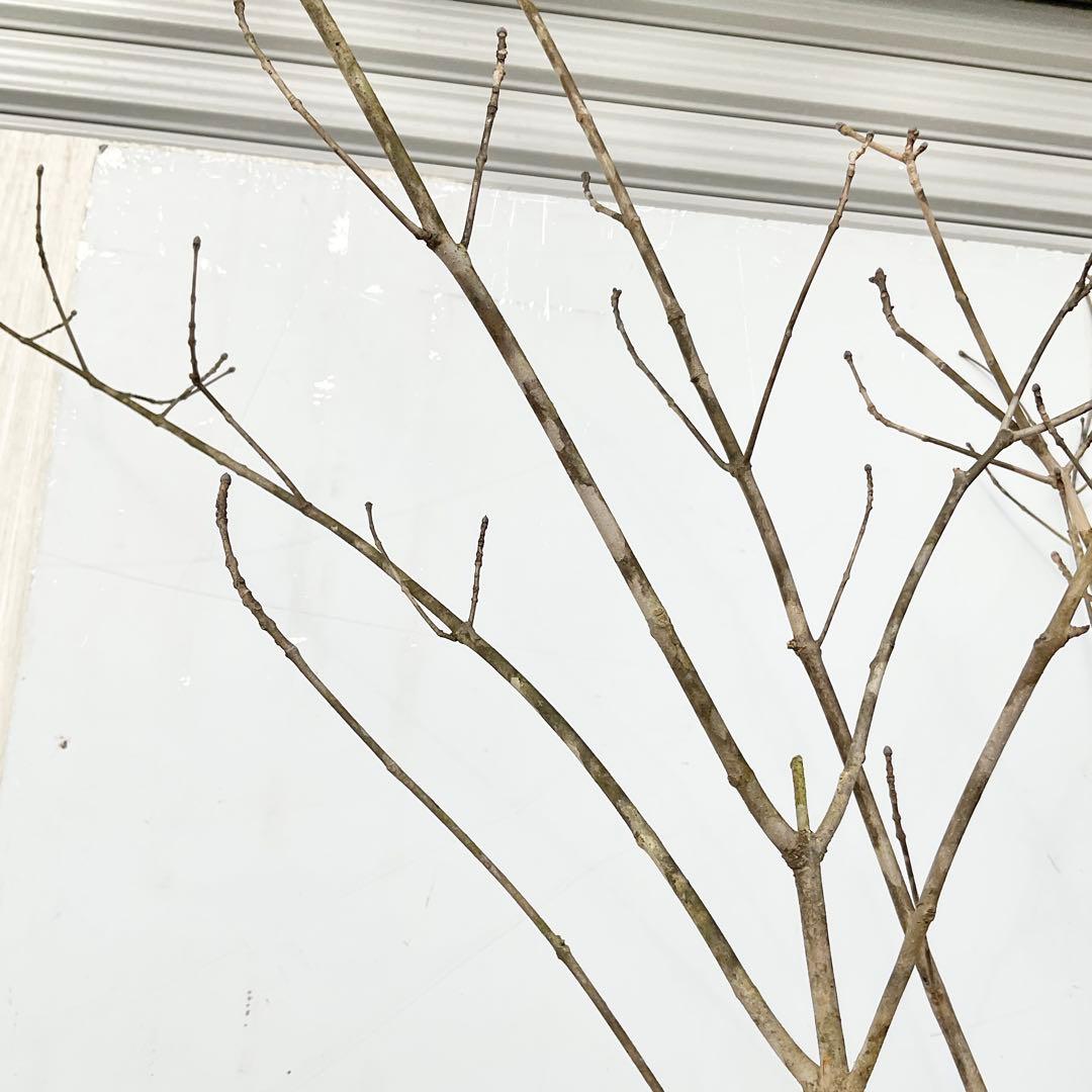 山採りアオダモ　株立　/872