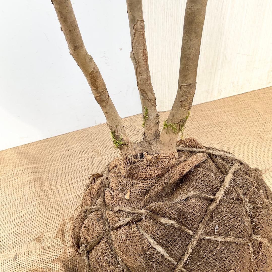 山採りアオダモ　株立　/872