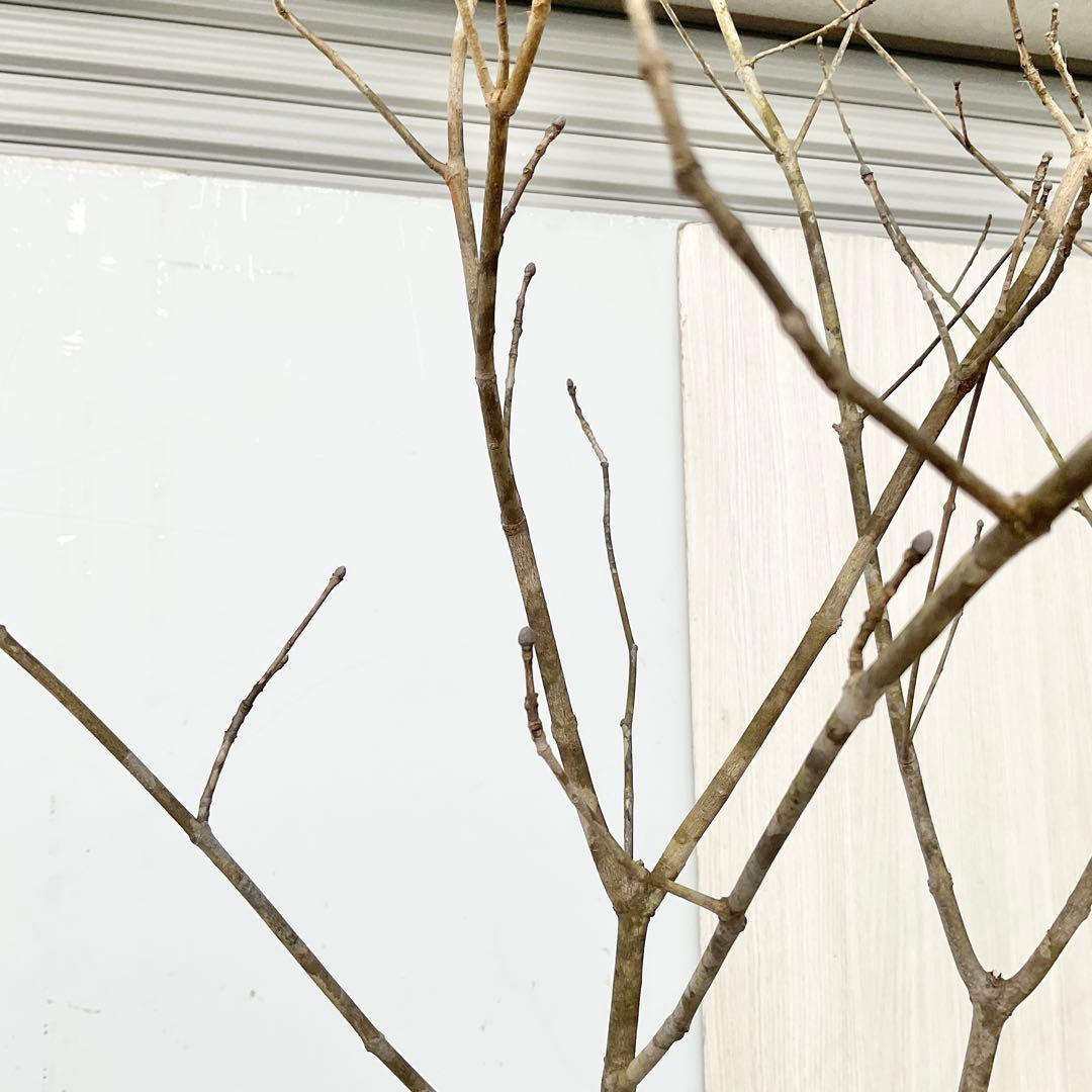 山採りアオダモ　株立　/872