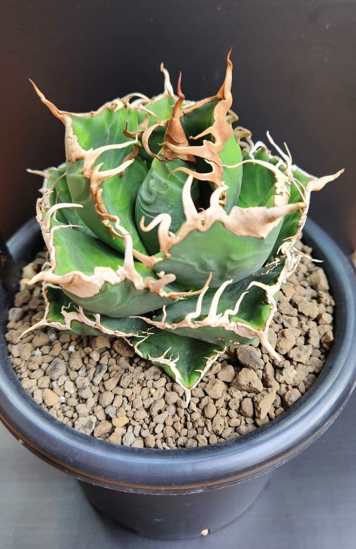 アガベ　オテロイ　悪魔くん　スパチタ　親株　現物