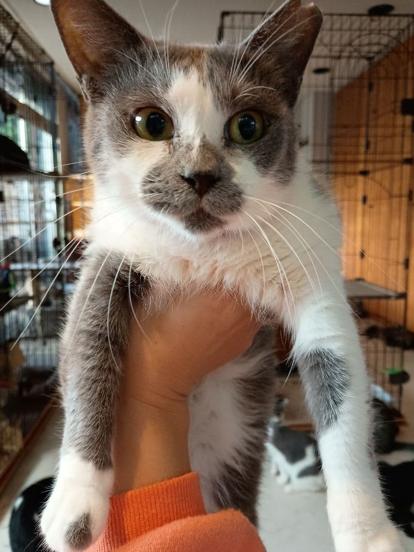 キャットスマック またたび応募券 100口分 500枚