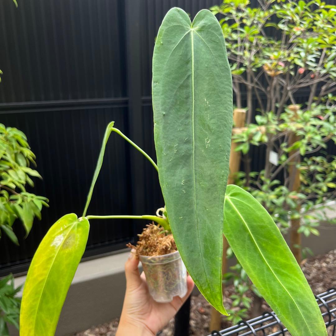 専用　154 warocqueanum Esmeralda アンスリウム