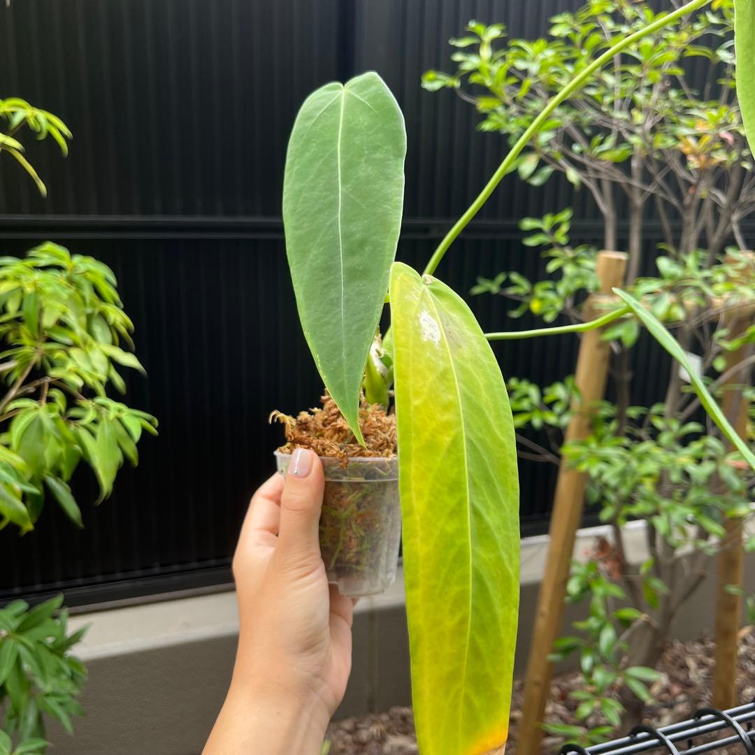 専用　154 warocqueanum Esmeralda アンスリウム