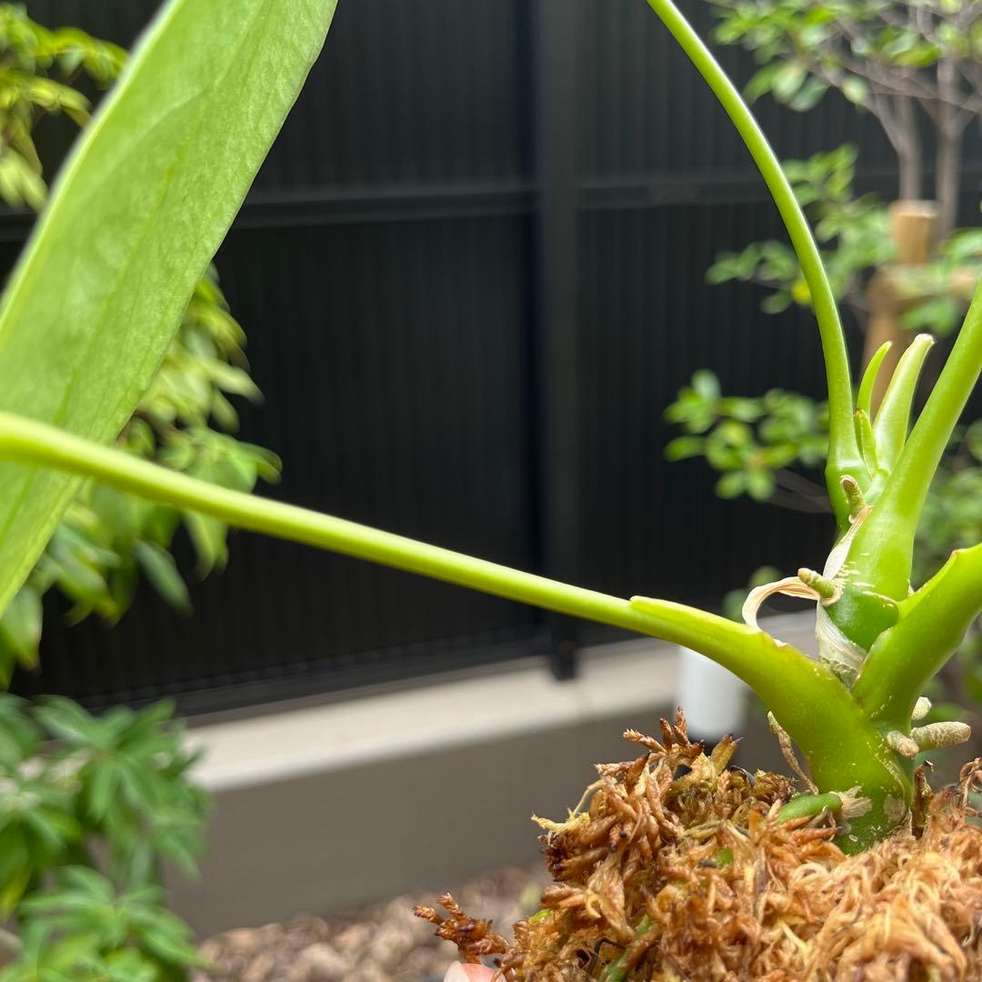 専用　154 warocqueanum Esmeralda アンスリウム