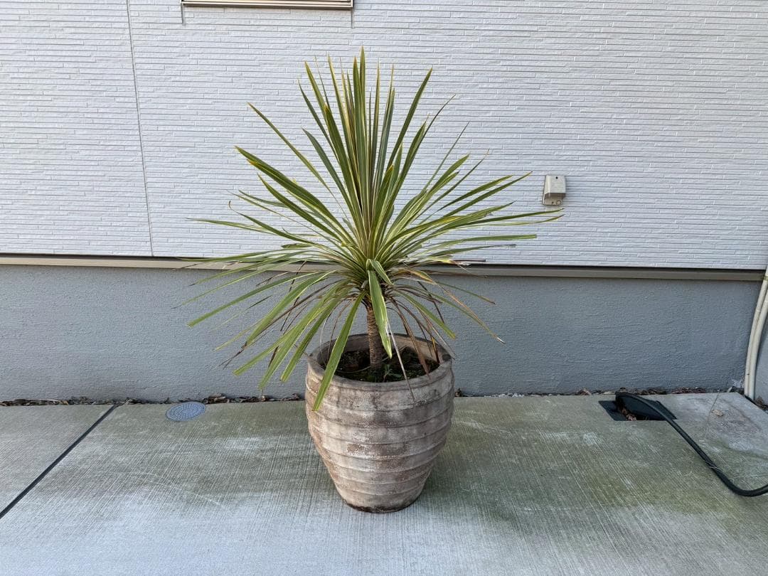 ☆展示品☆現品　コルジリネ　ト―ベイダズラー　ドラセナ　約135cm　引取限定