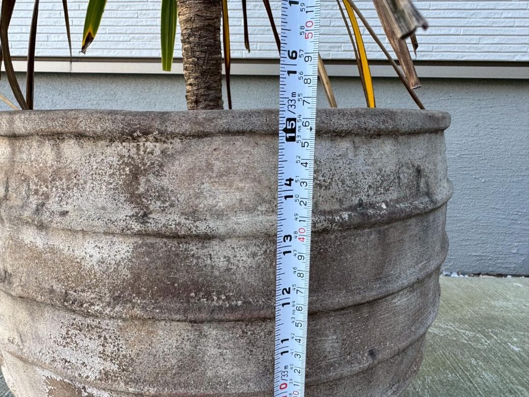 ☆展示品☆現品　コルジリネ　ト―ベイダズラー　ドラセナ　約135cm　引取限定