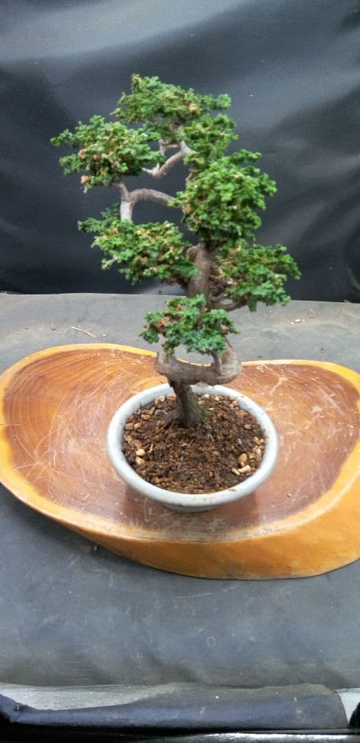 小品盆栽石化檜