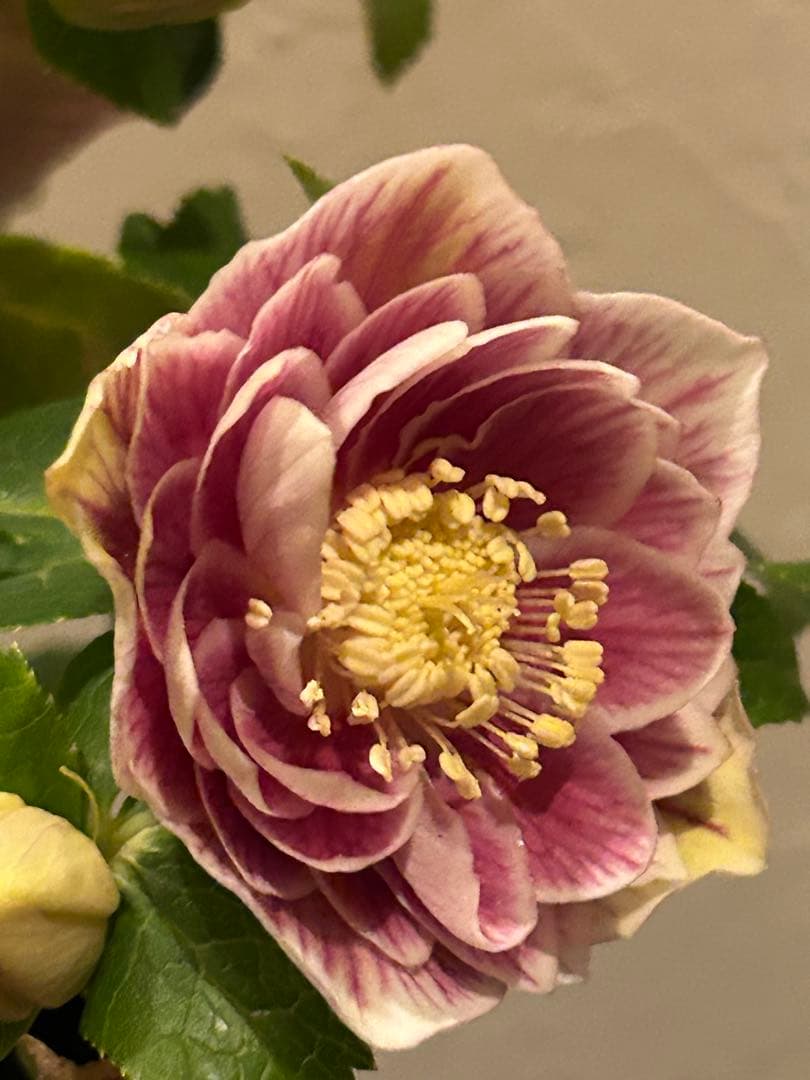 クリスマスローズ　ソレイユ　多弁　広瀬園芸