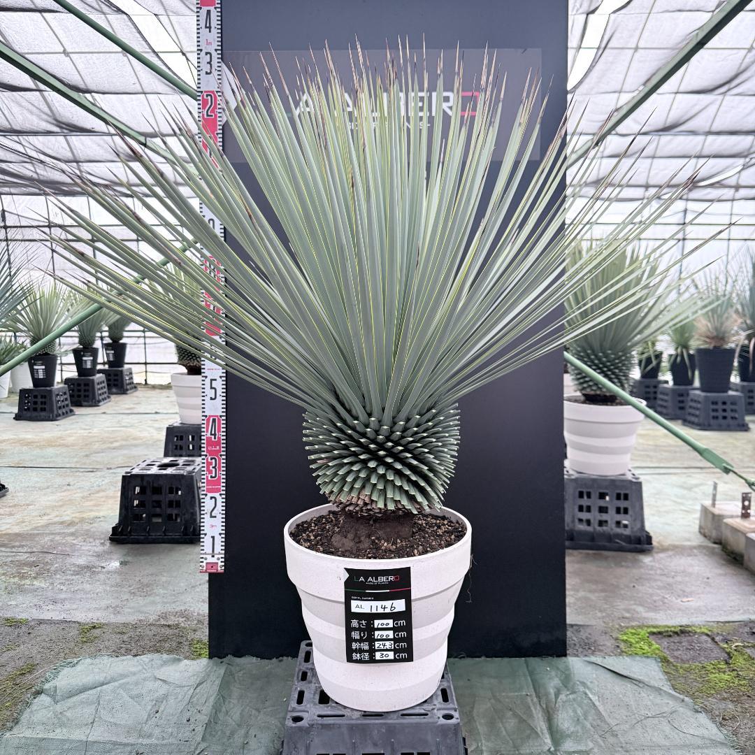 【AL1146】ユッカ　ロストラータ　ホワイト個体　【ALBEROホワイト祭り】
