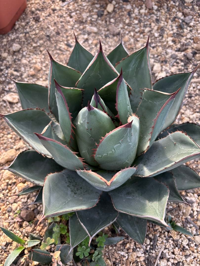 AGB33　アガベ　アリゾニカ　丸葉