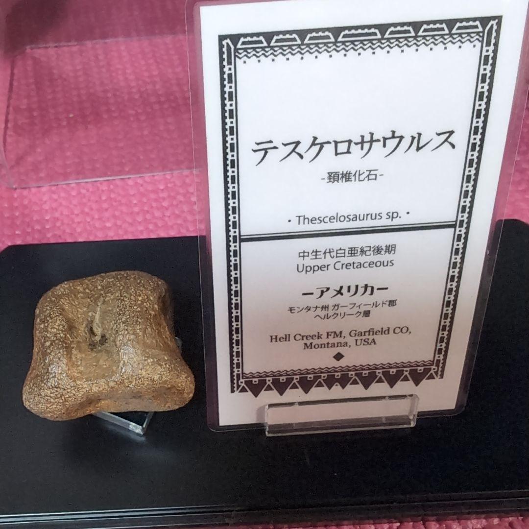 恐竜　テスケロサウルスの頚椎骨化　モンタナ　ラベル台座付き