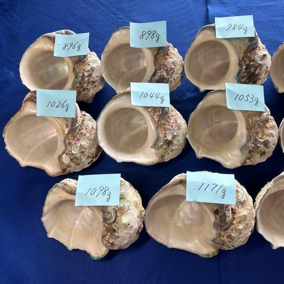 夜光貝　ヤコウ貝　まとめ売り　14個　14、7kg アクセサリー　ルア