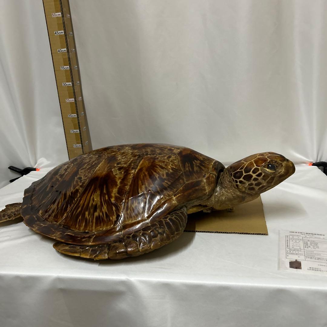 アオウミガメの剥製　〔国際希少野生動植物種登録票有り〕