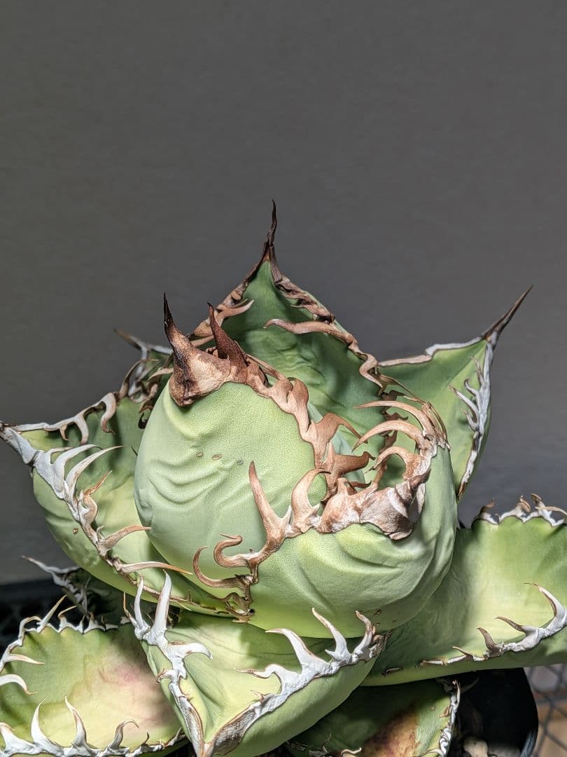 ③アガベ オアハカ オテロイ 実生 優良 選抜 中株 チタノタ