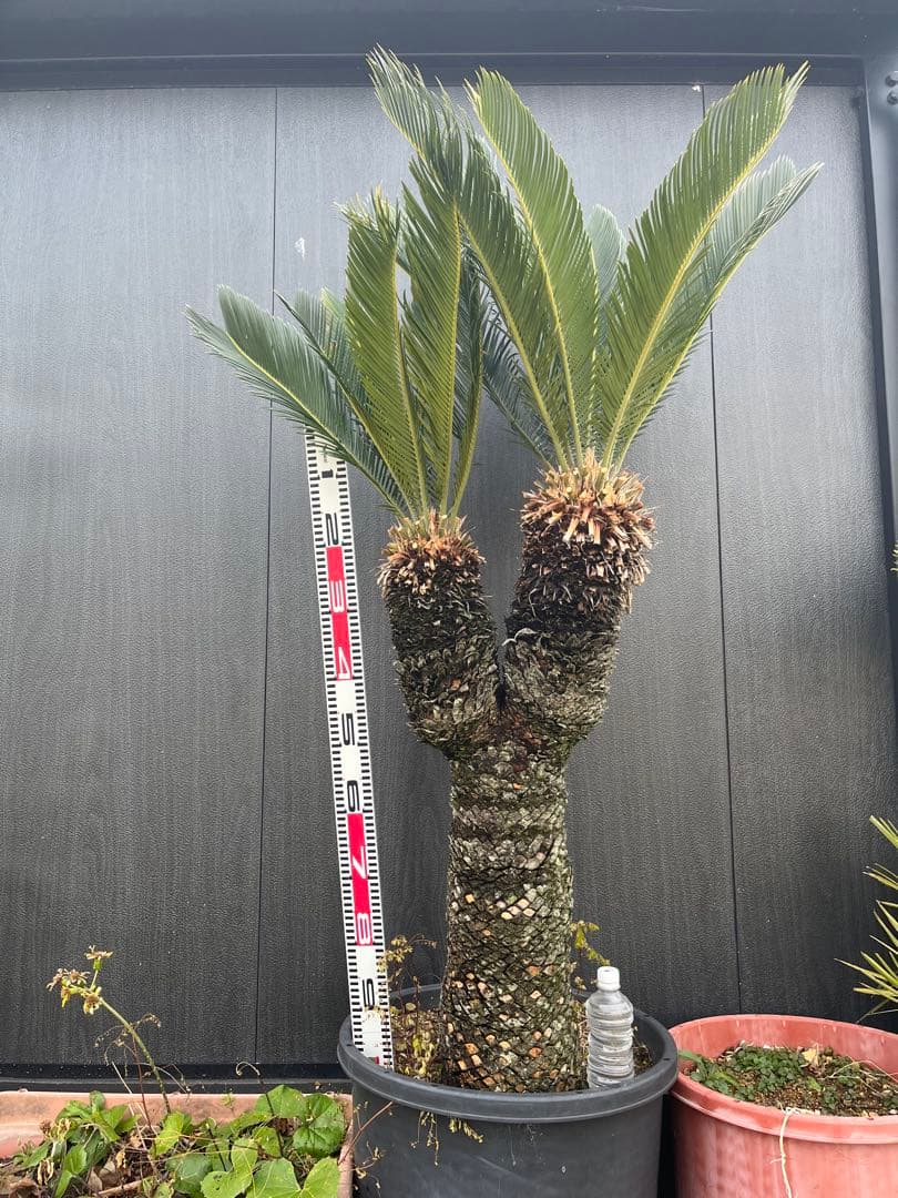 引き取り限定　ソテツ ダブルヘッド　約1.5m 二股の幹