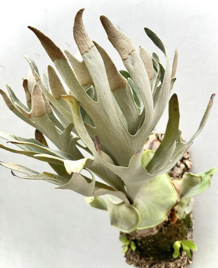 ビカクシダ　P.Nukul