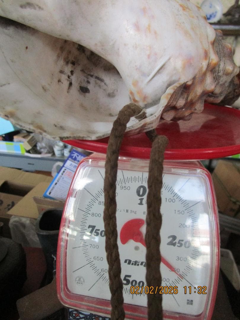 法螺貝　ホラ貝　紐付き　山伏必需品　1個