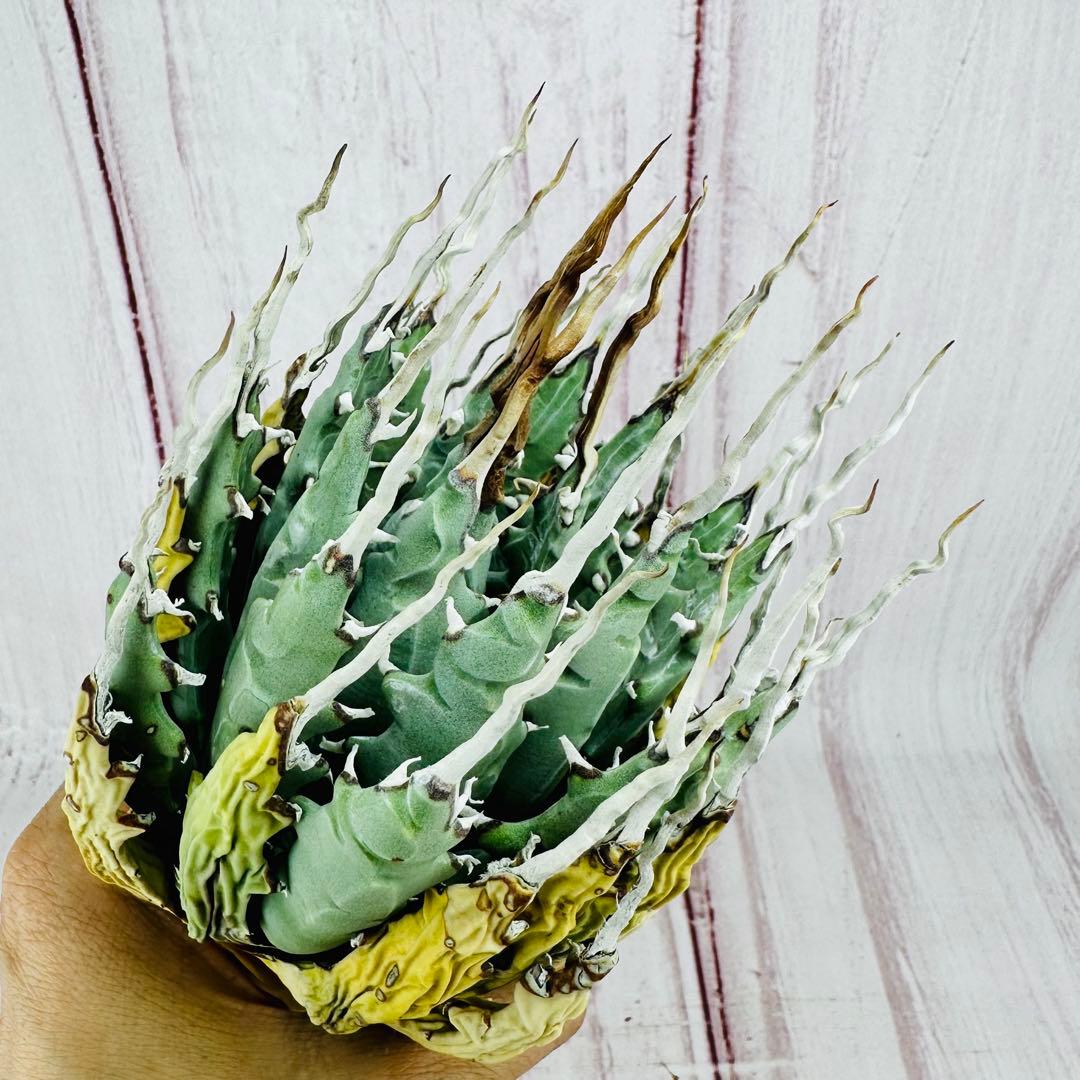 793 アガベ ユタエンシス エボリスピナ 陽炎 ロングスパイン