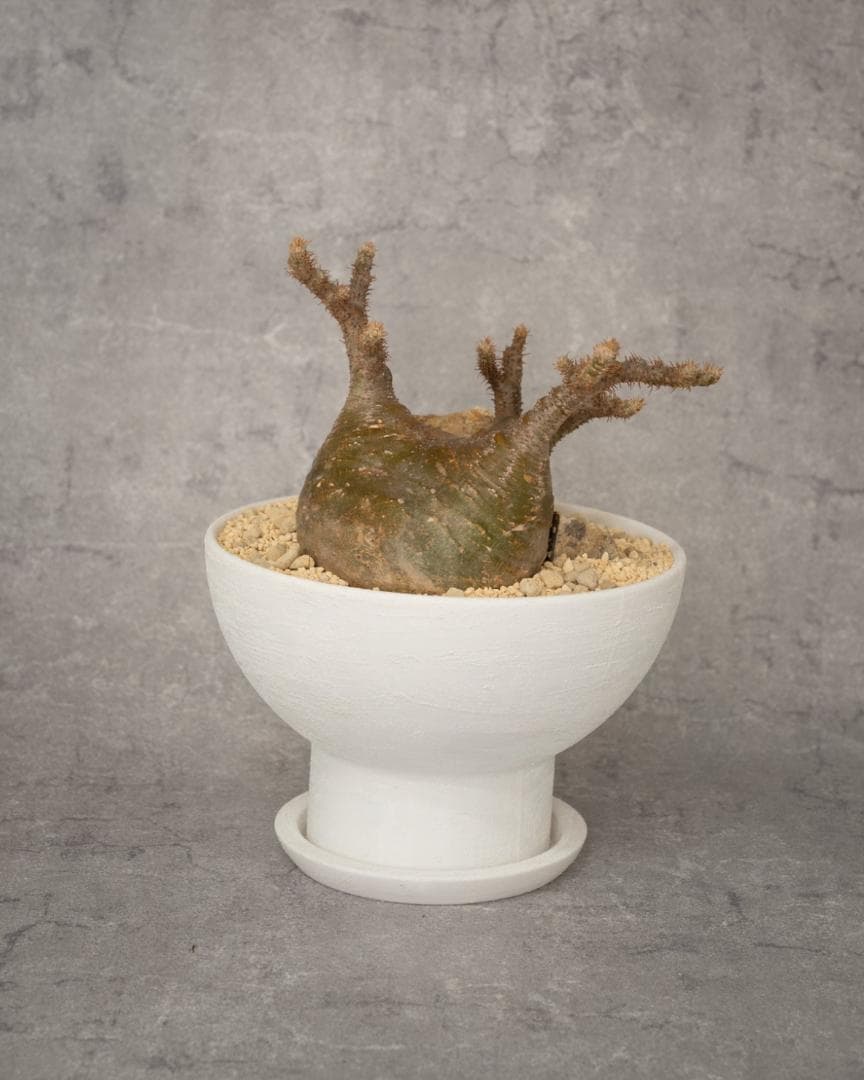 [期間限定SALE]パキポディウム恵比寿笑い×大黒_desert (1点限り)