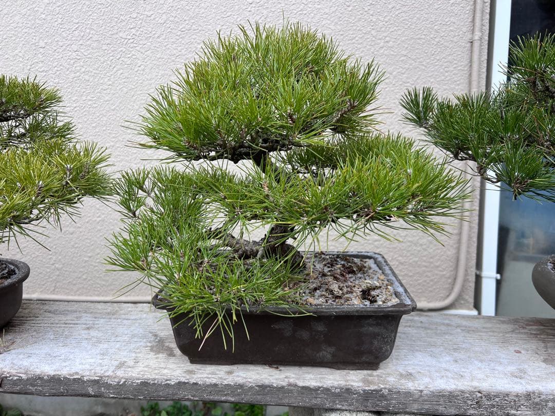 盆栽　黒松　模様木　展示会用