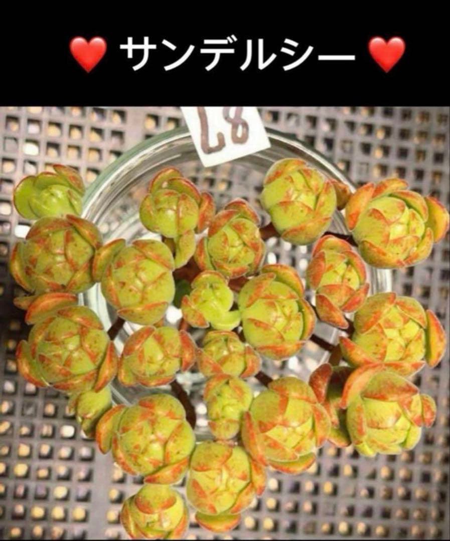 19#多肉植物アエオニウム❤️ サンデルシ— ❤️ 7頭8cm 拔き苗