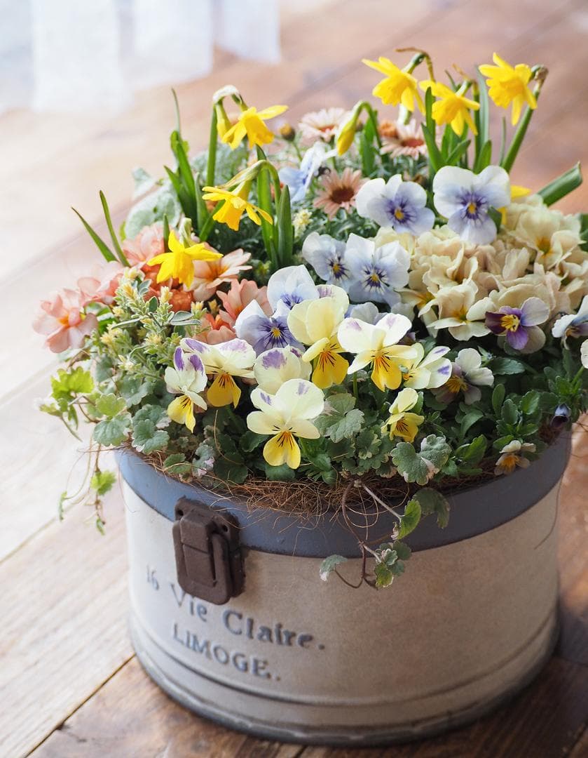 キュートなブリキポットの春色寄せ植え