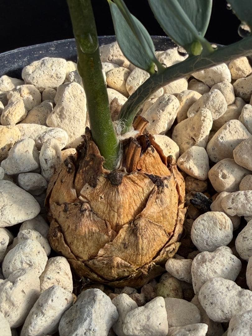 【広葉タイプ】エンセファラルトス・ホリダス ｜No4-11