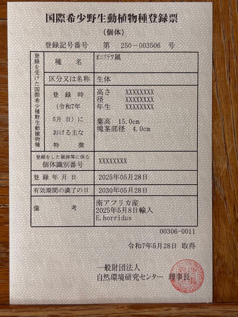 【広葉タイプ】エンセファラルトス・ホリダス ｜No4-11