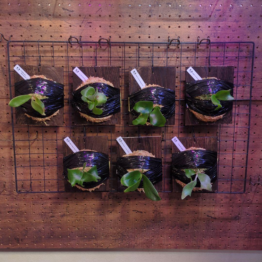 【2/7(土)迄】7品種セット/ビカクシダ