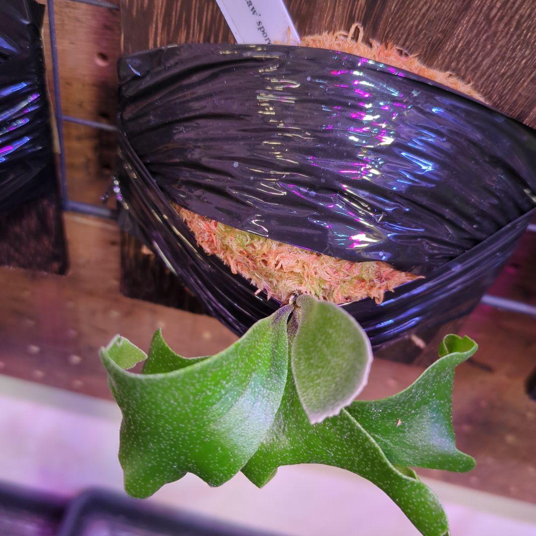 【2/7(土)迄】7品種セット/ビカクシダ