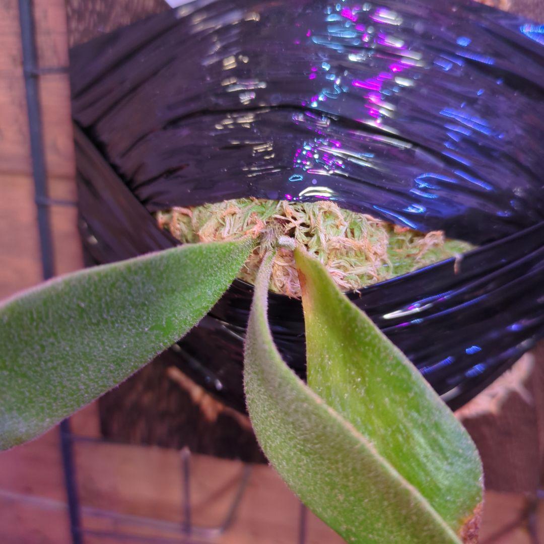 【2/7(土)迄】7品種セット/ビカクシダ