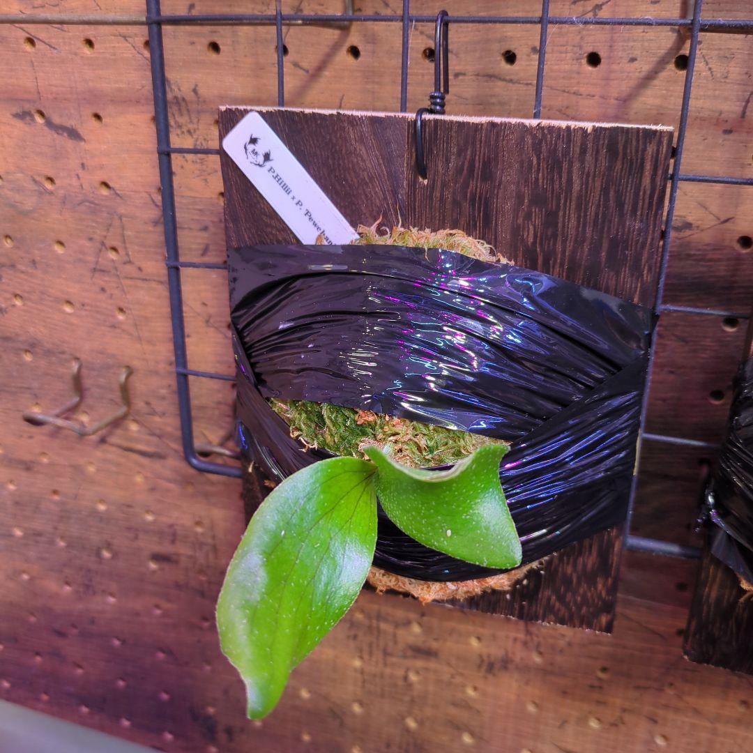 【2/7(土)迄】7品種セット/ビカクシダ