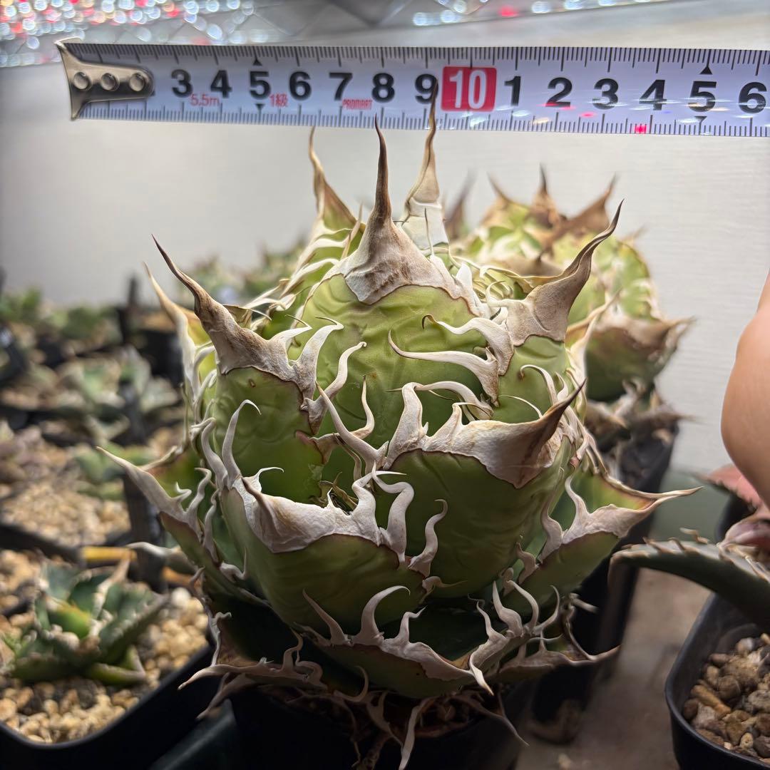 【雛のの】アガベ　悪魔的オアハカ　親株