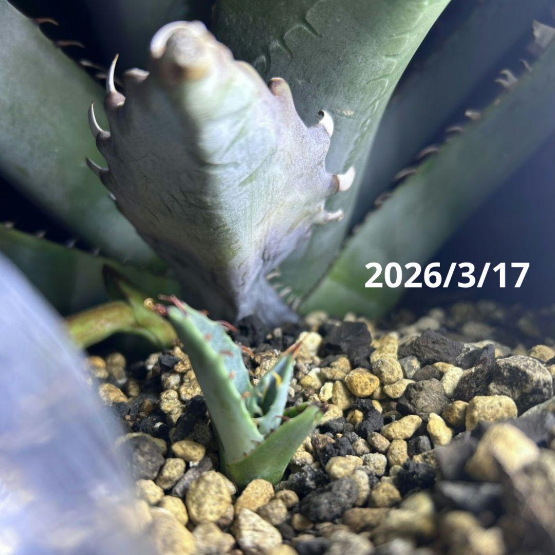 アガベ ゼブラスクエアトゥース 子株 発根あり