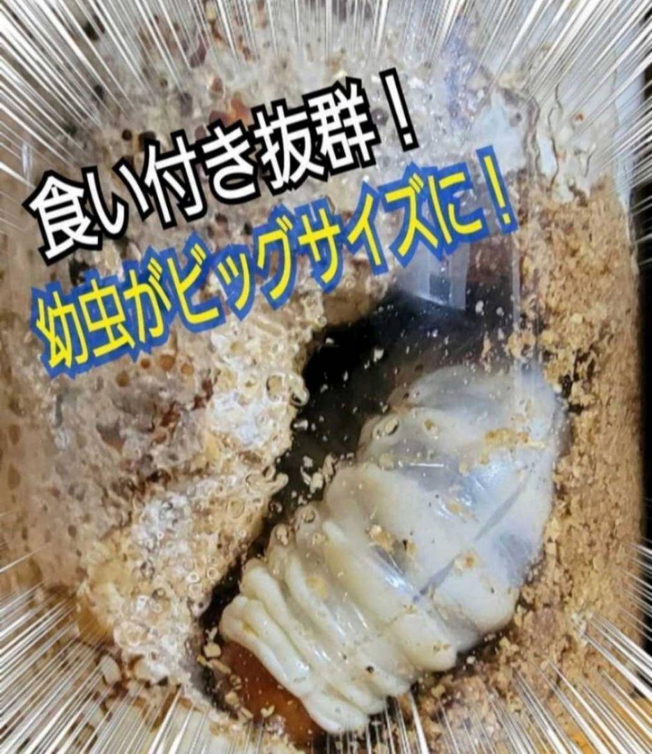極上！オオヒラタケ菌糸瓶【8本】トレハロース強化配合！オオクワ・ヒラタ・虹色に！