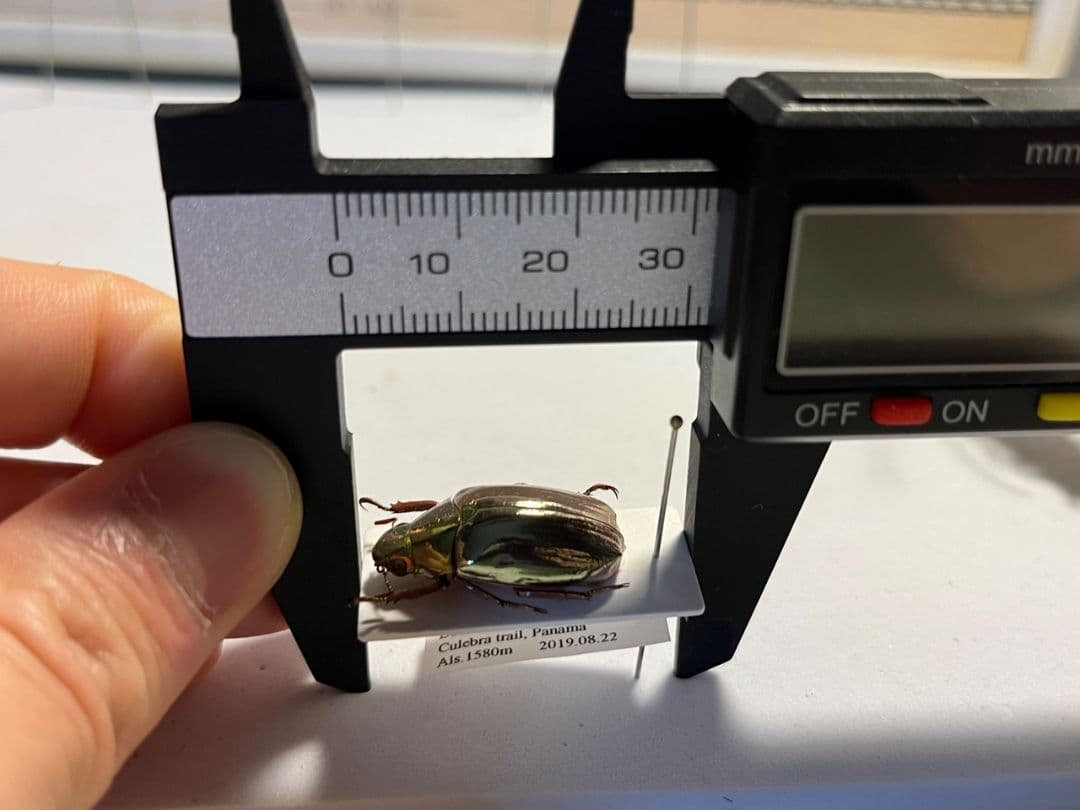 【23mm】オプティマプラチナコガネ 標本 頭が金！カナブン ウグイスコガネ