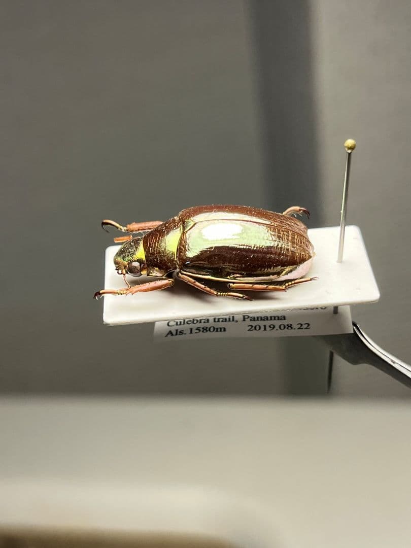 【23mm】オプティマプラチナコガネ 標本 頭が金！カナブン ウグイスコガネ