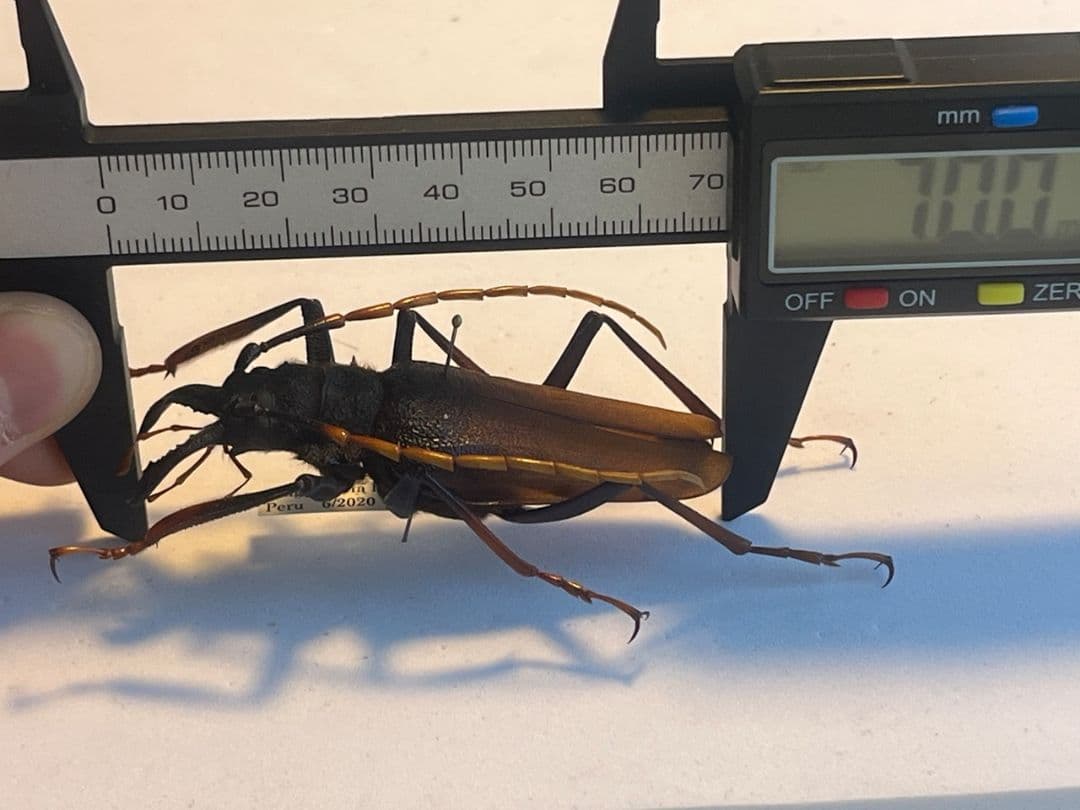 【70mm】アントンルリオニノコギリカミキリ 　昆虫標本