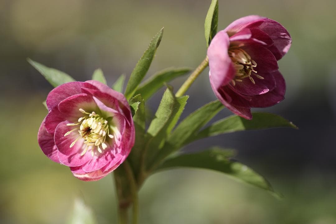 クリスマスローズ 開花実績株 DD小輪ディープピンク