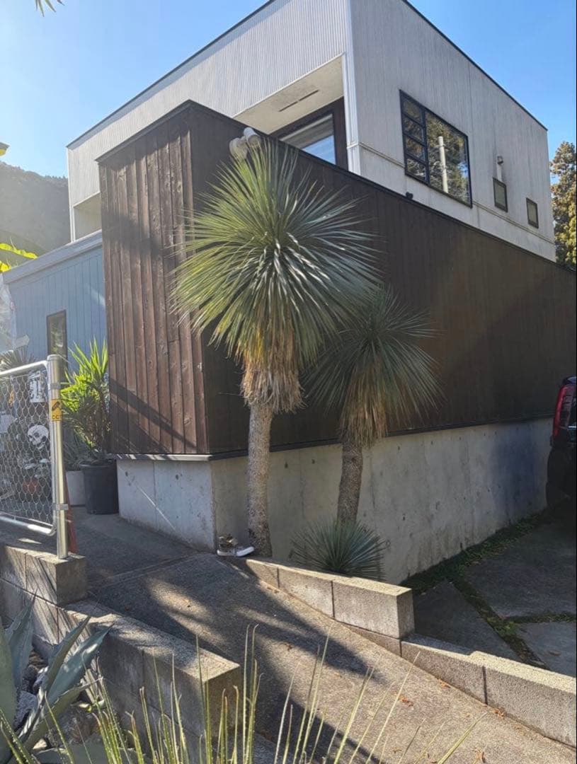 耐寒性ユッカロストラータ超特大セット◇ドライガーデン多肉アガベ ヤシ　ソテツ南国