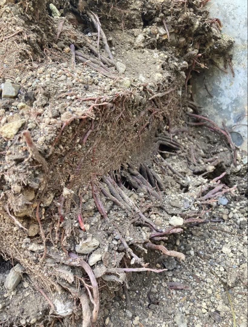 耐寒性ユッカロストラータ超特大セット◇ドライガーデン多肉アガベ ヤシ　ソテツ南国