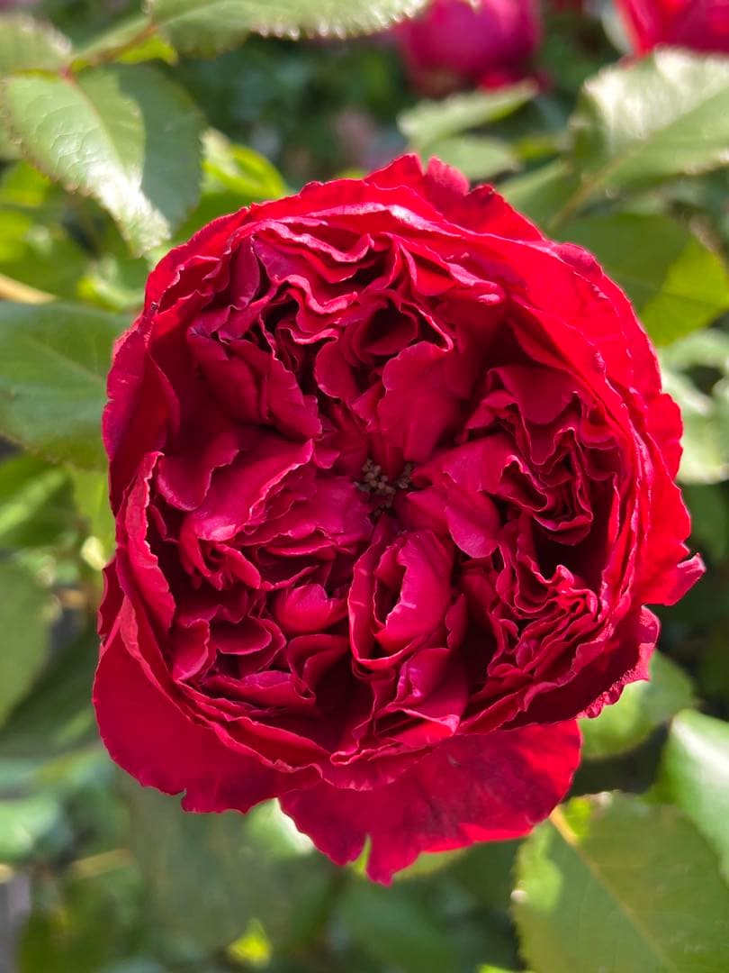 「Aliceꫂ ၴႅၴ」切り花品種バラ苗　レアバラ