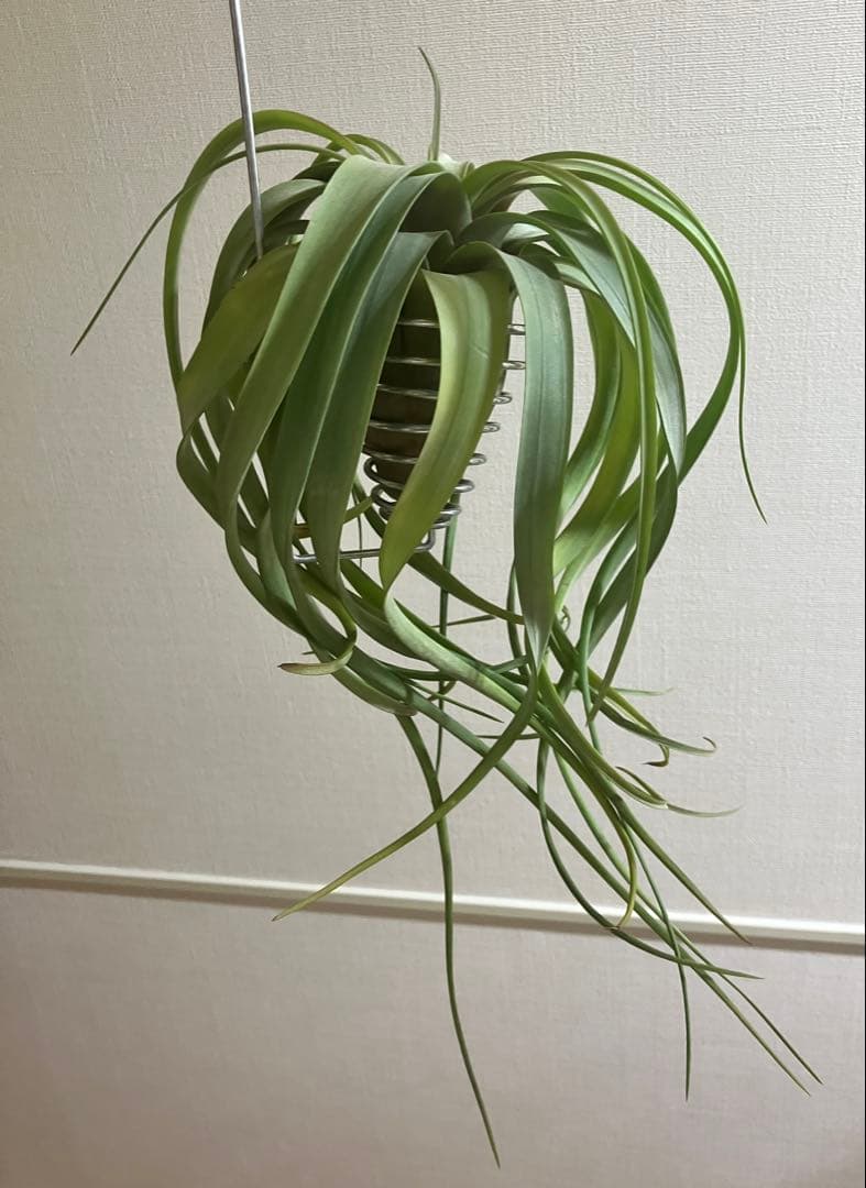 ★*★様 超希少 チランジア リメンバランス ( フレクスオーサ x ストレプト