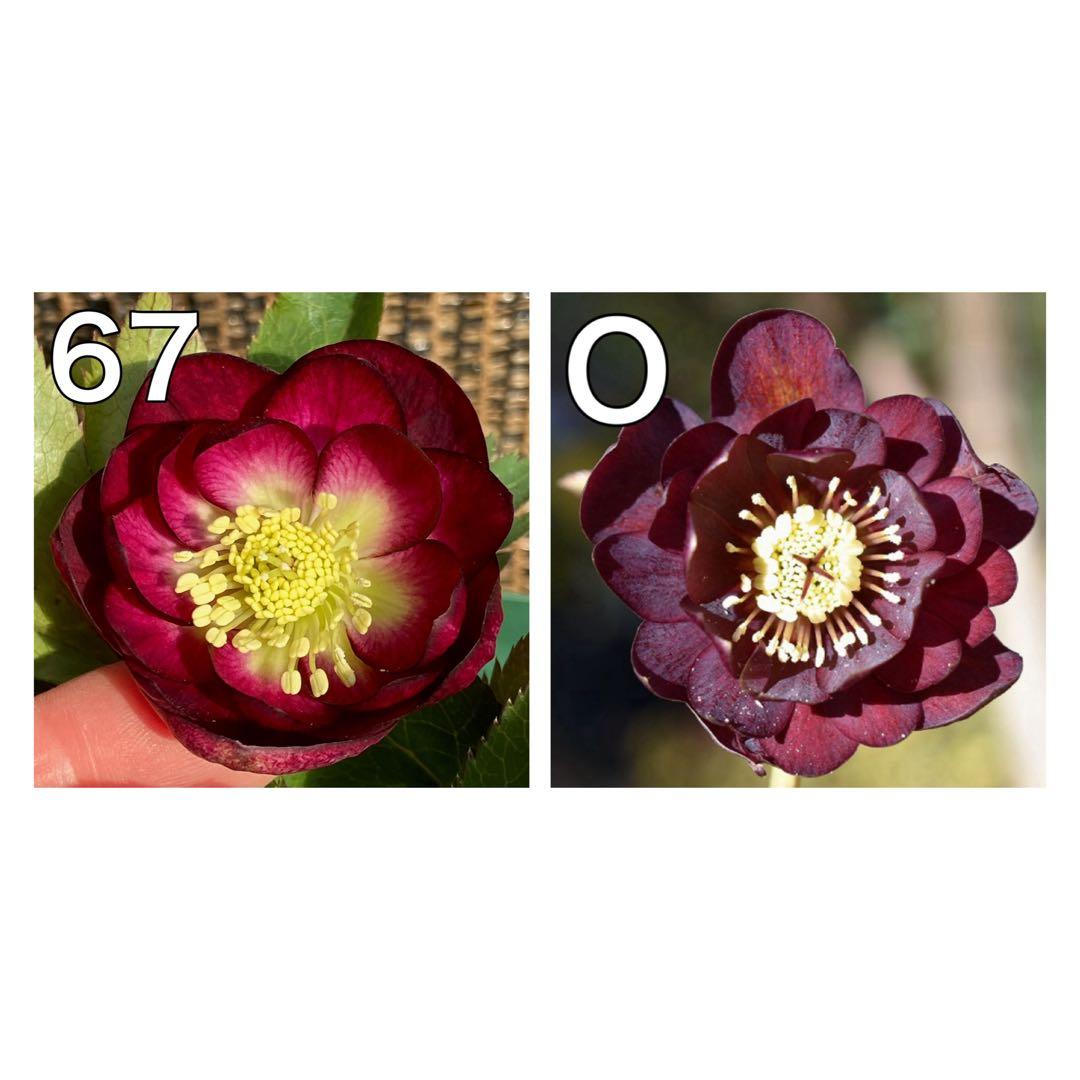 グロッシーカラー⭐︎（小輪カップ咲）×キラメキ⭐︎フルグロス★クリスマスローズ苗