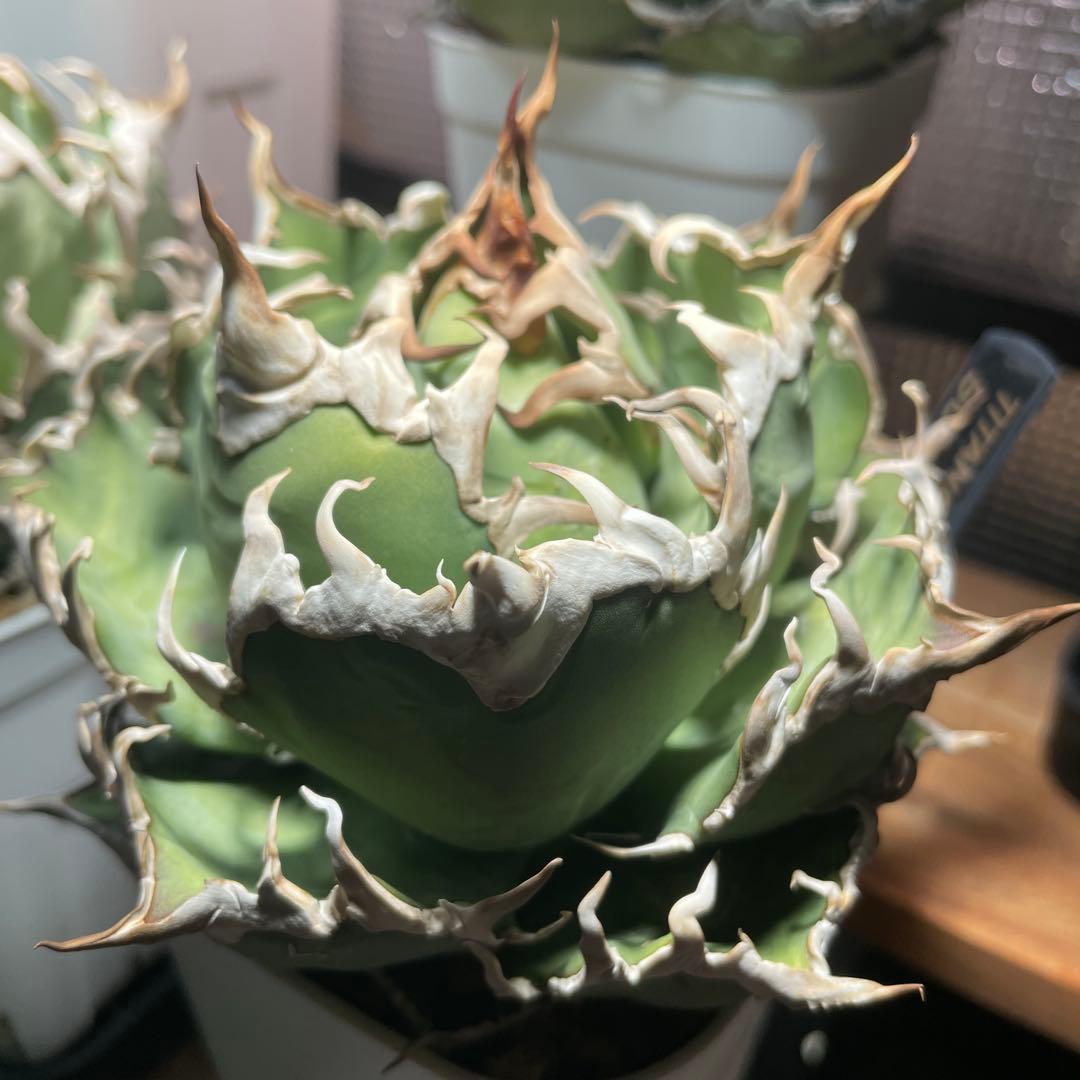 アガベ チタノタ シーザー lize産