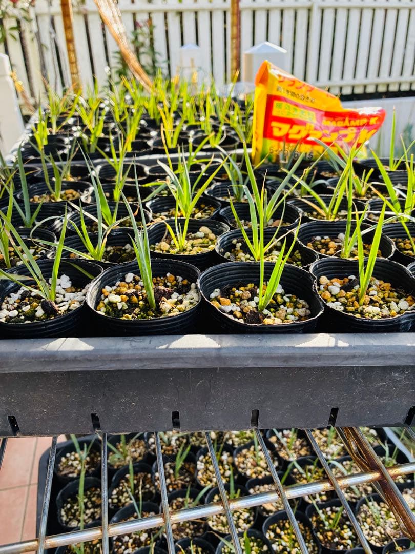 専用ユッカロストラータ　100苗 ①鉢のまま発送