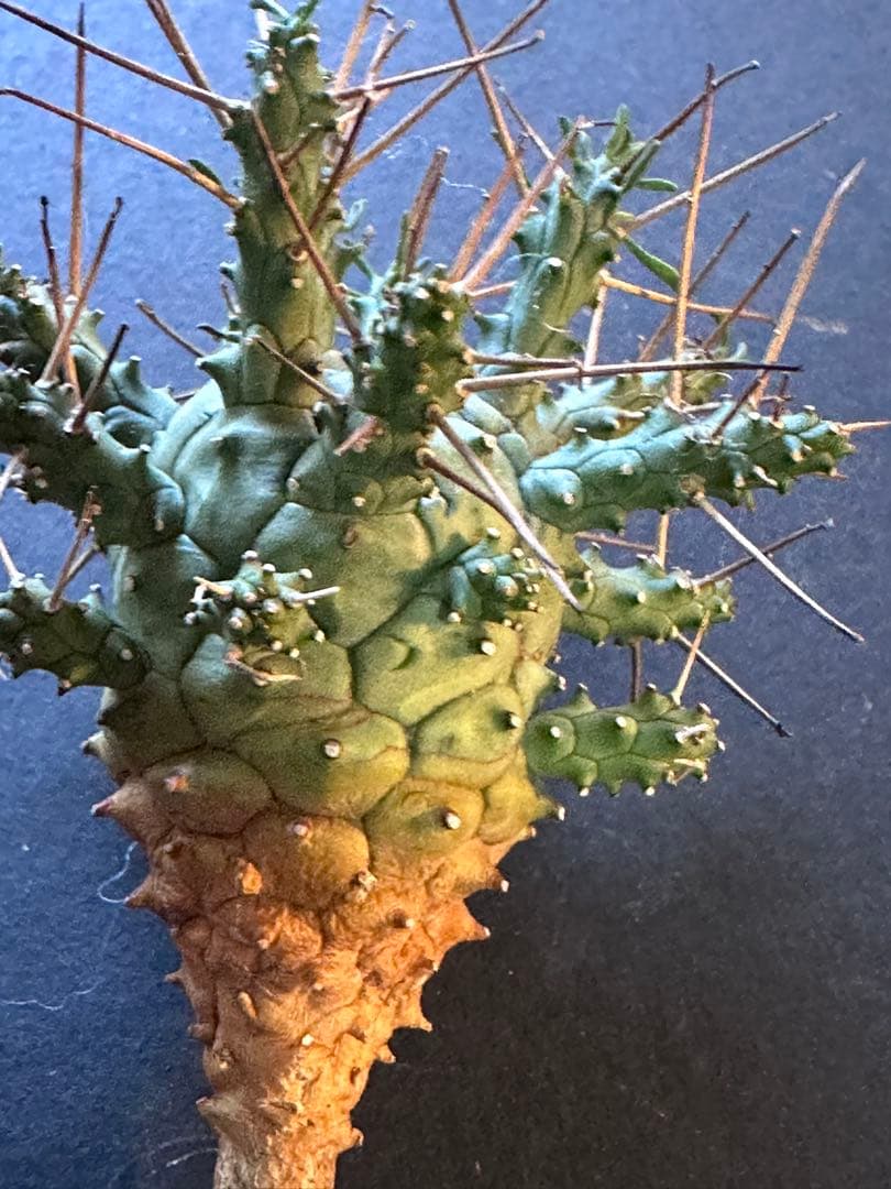 グ*ち様 417 珍奇植物 Euphoria crassipes / 倶利伽羅玉