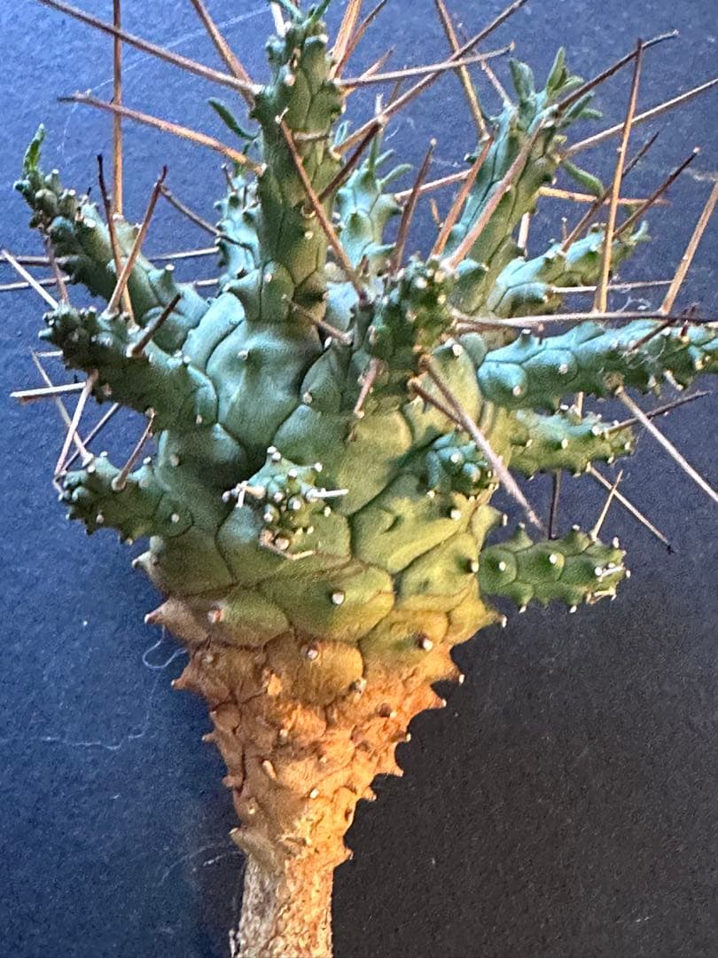 グ*ち様 417 珍奇植物 Euphoria crassipes / 倶利伽羅玉