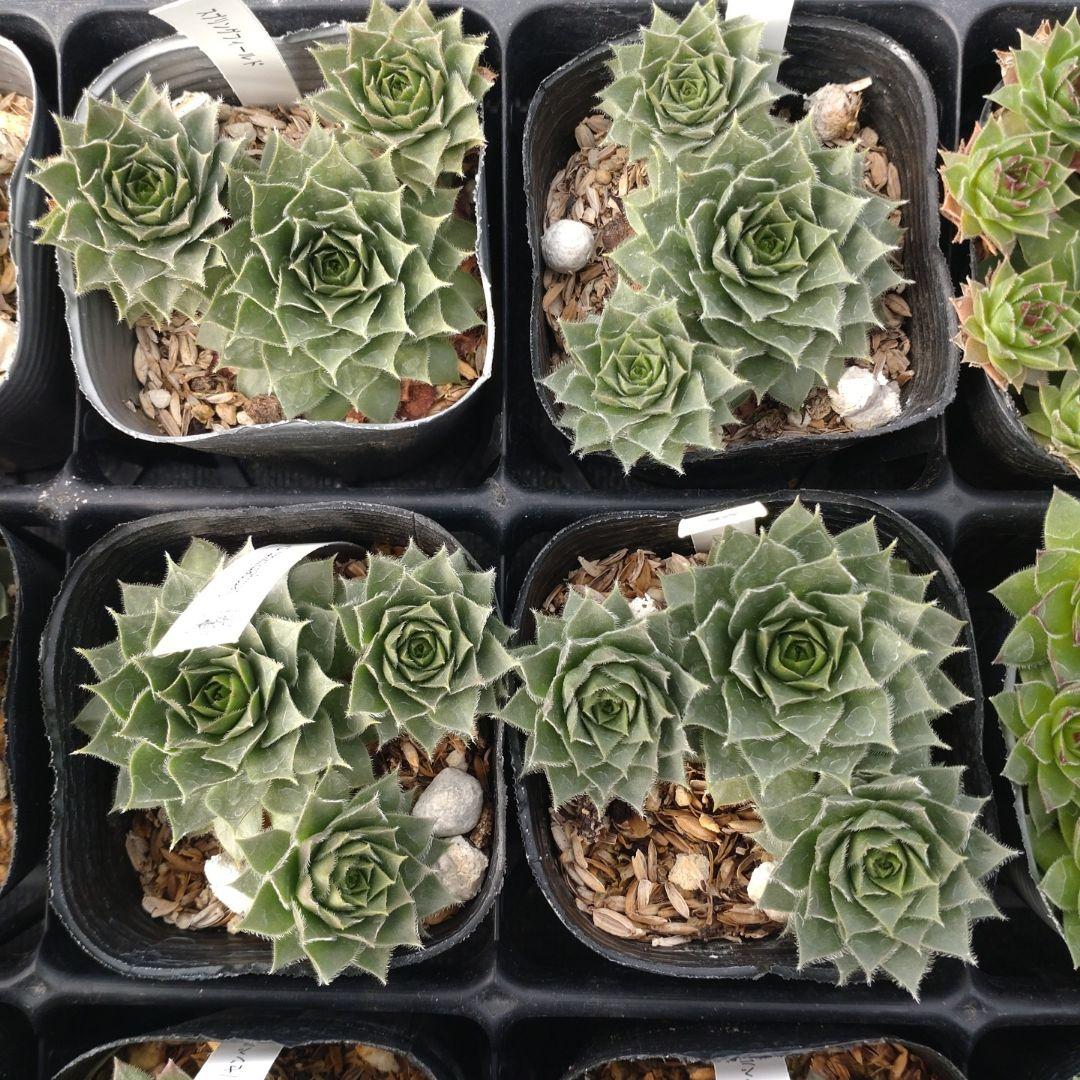 1ポット410円〜 センペルビウム26年1月 その4